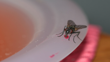 mosca bebê